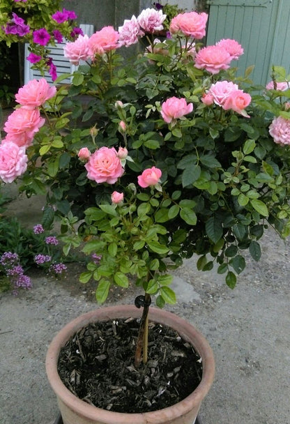 Buy Stand Rose Plant Online in India | Standard Tree Rose | Outdoor Flowering Rose Plant | Ashiyana Store