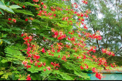 Rajamalli flowering tree