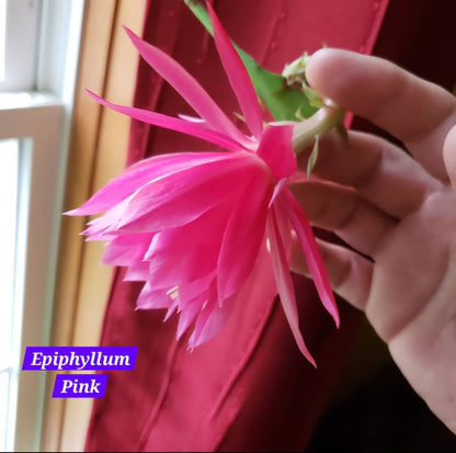 Bramha Kamal (Epiphyllum Pink)