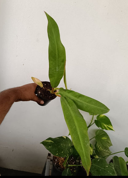 Philodendron crassinervium plant