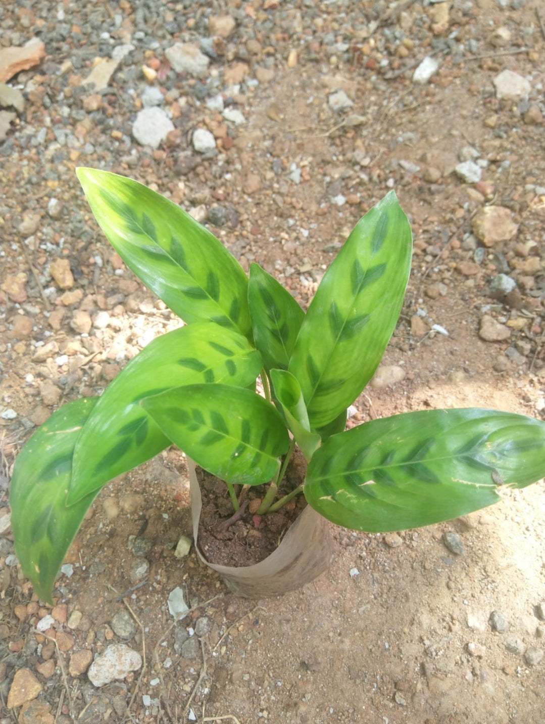 Calathea 5