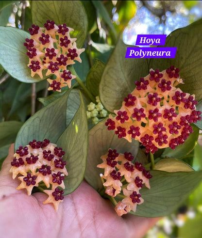 Hoya polyneura