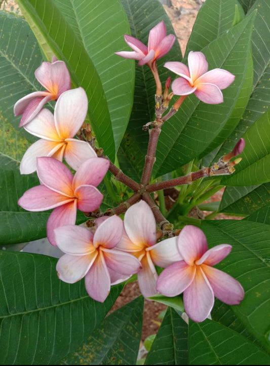 Pulmaria plant white -pink (shrub plant)