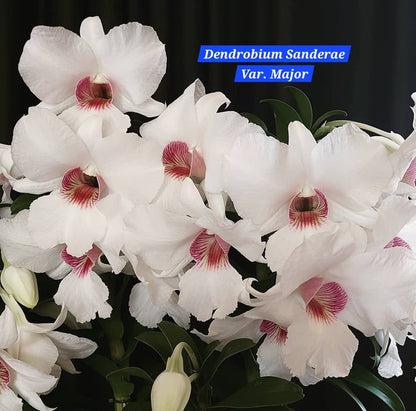 Dendrobium Sanderae Var. Major