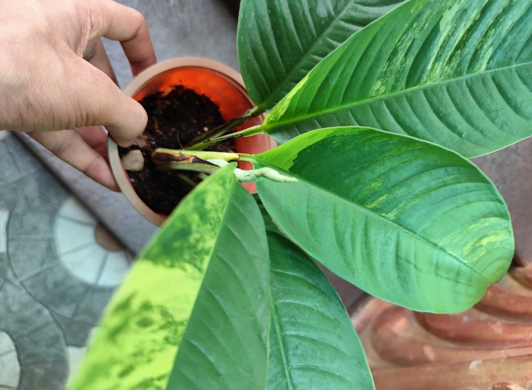 Rhaphidophora Foraminifera Veriegated Plant (Semishade)