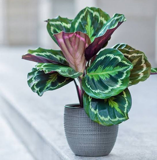 Calathea 3