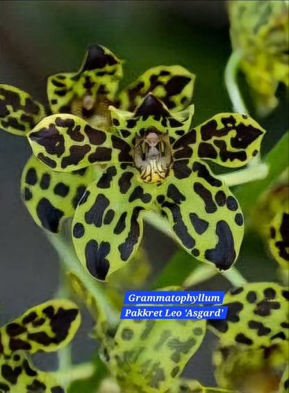 Grammatophyllum Orchid  ( pack of 2)