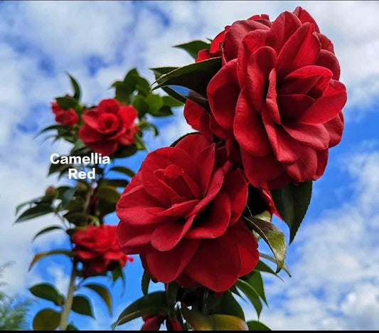 Camelia Red