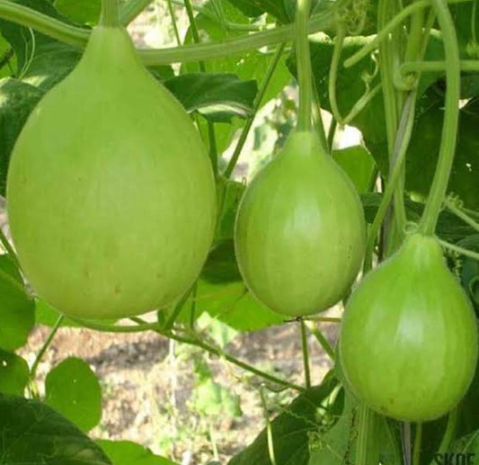 Bottle guard round vegitable seeds