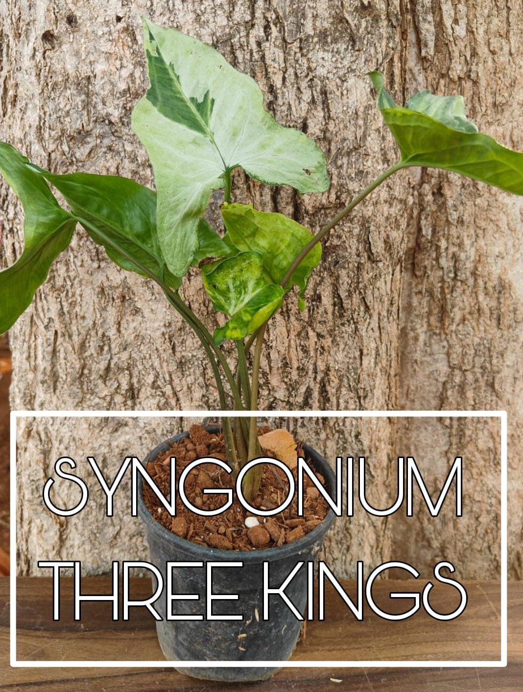 Syngoniyam TreeKing