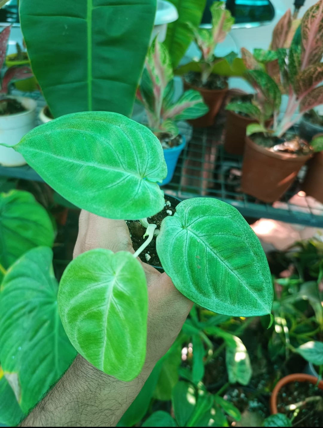 Syngonium Macrophyllum Frosted Heart Plant ( Semishade)