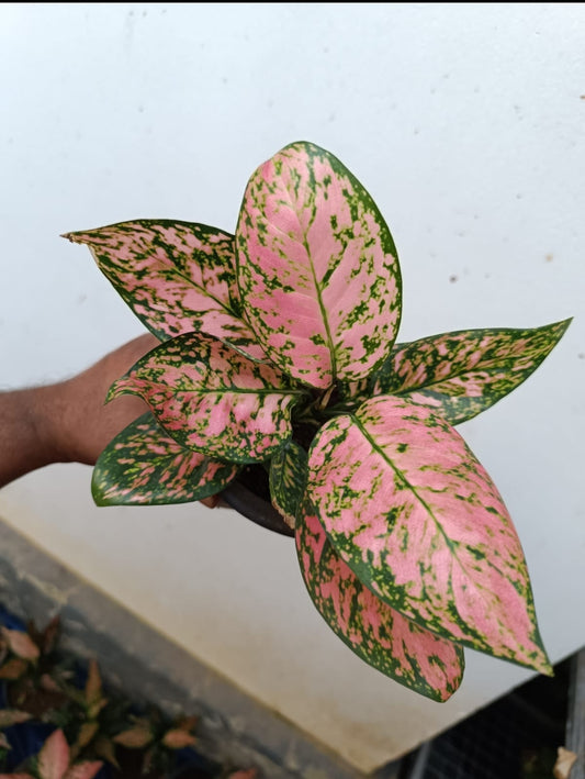 Aglonima Pink Valantain plant