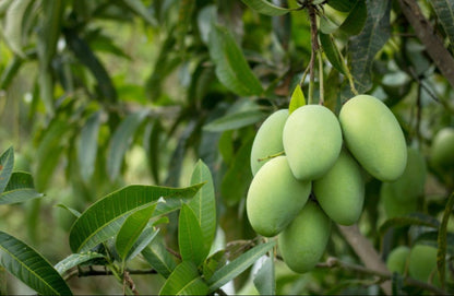 Mango fruit plant