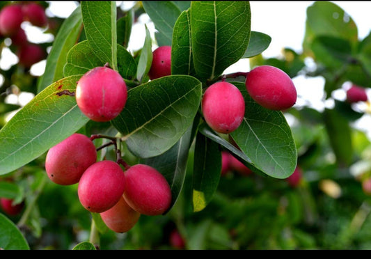 Bakery Cherry plant