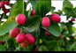 Bakery Cherry