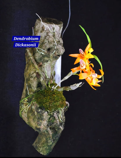 Dendrobium Dickasonii