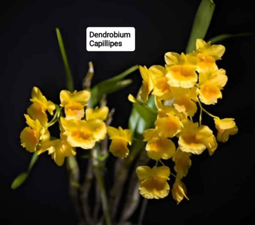 Dendrobium Capillipes