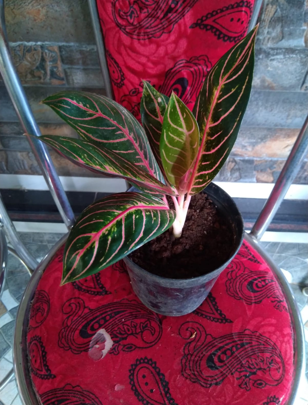 Aglaonema Sumatra