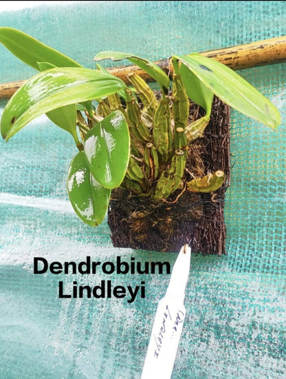 Dendrobium Lindleyi (Species)