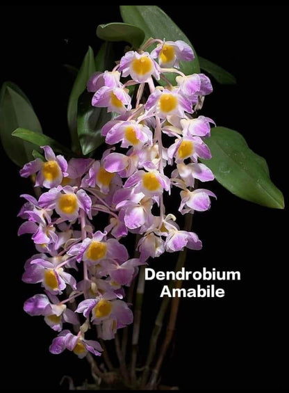 Dendrobium Amabile Mature Orchid