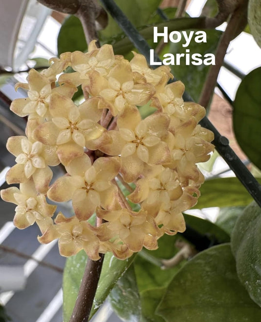 Hoya larisa