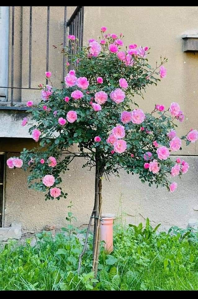 Buy Stand Rose Plant Online in India | Standard Tree Rose | Outdoor Flowering Rose Plant | Ashiyana Store