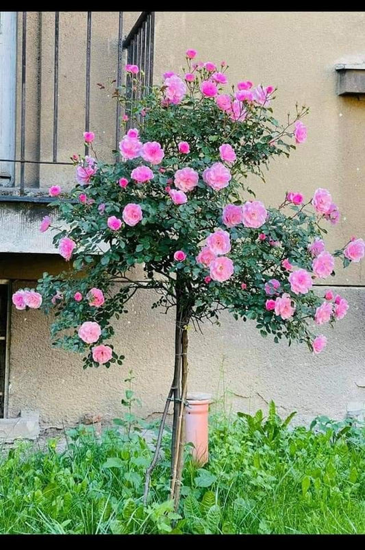 Buy Stand Rose Plant Online in India | Standard Tree Rose | Outdoor Flowering Rose Plant | Ashiyana Store
