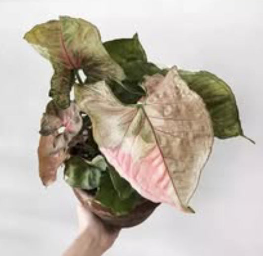 Syngonium 'Strawbeery Ice'Rare - plant Good