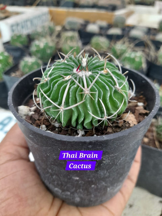 Thai Brain Cactus 23