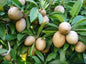 Kalapathi Sappota fruit plant