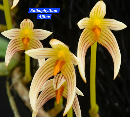 Bulbophyllum Affine