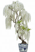 White wisteria plant