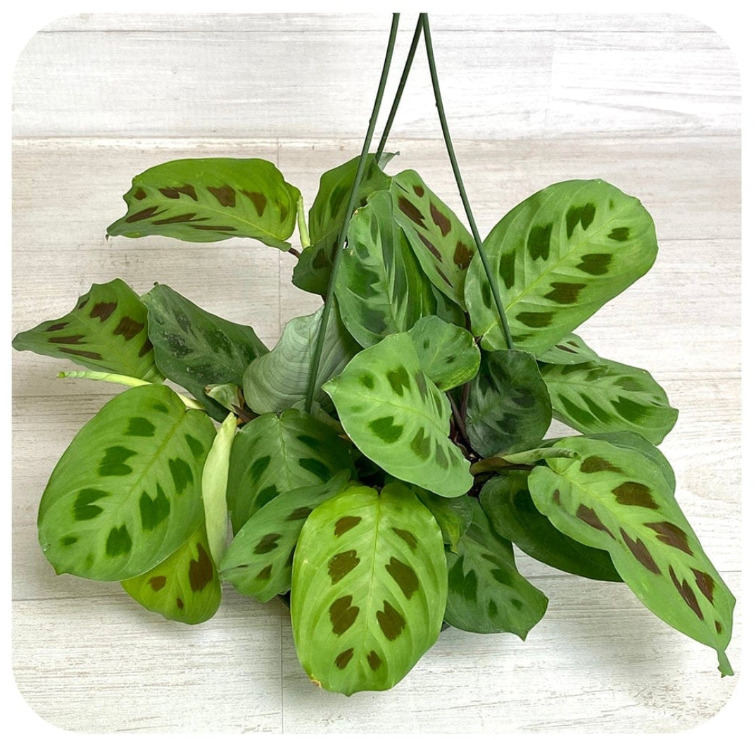 Calathea 4