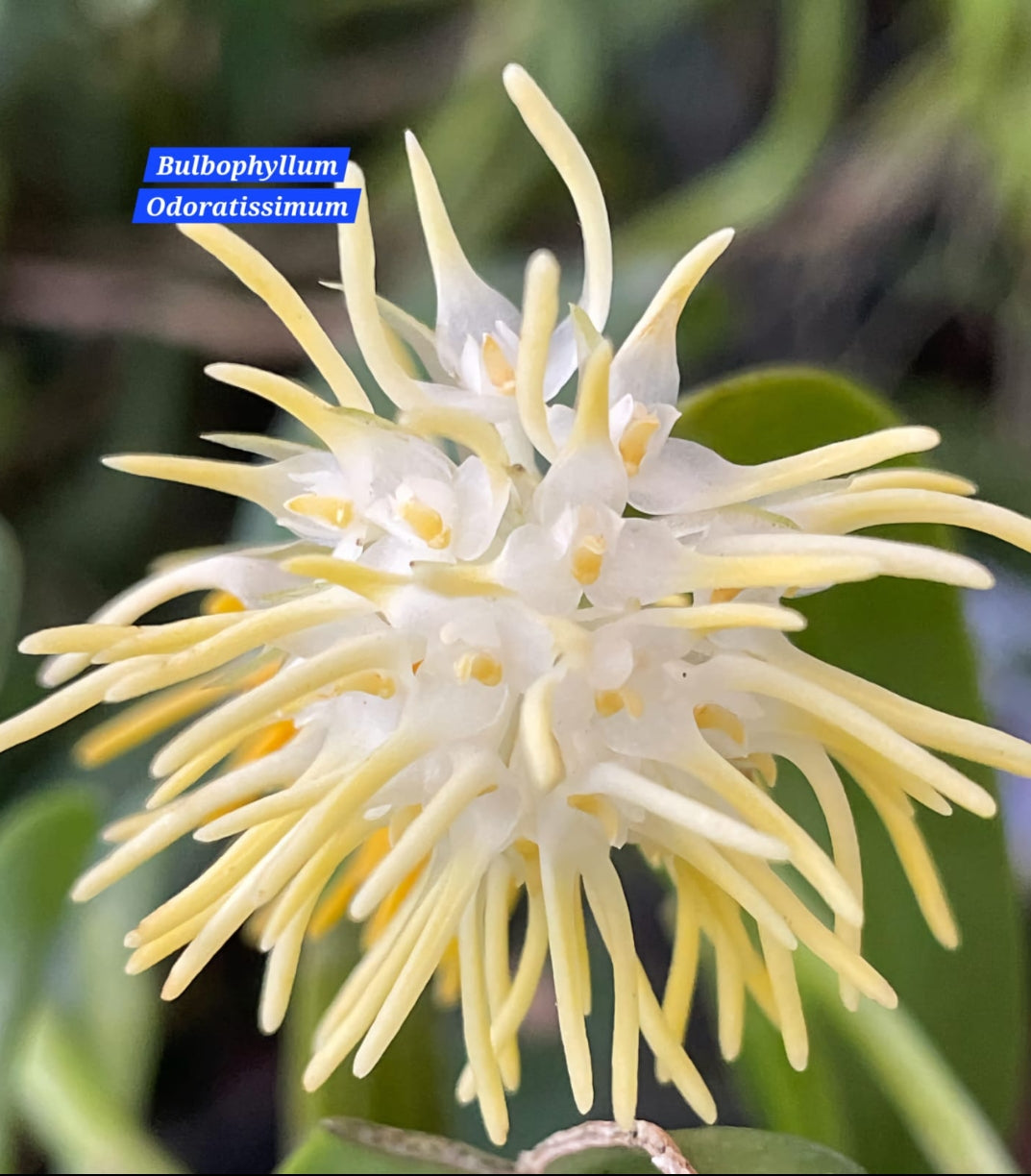 Bulbophyllum Odoratissimum