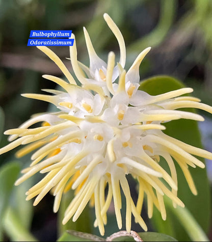 Bulbophyllum Odoratissimum