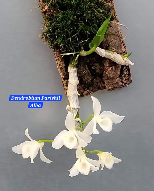 Dendrobium Parishii Alba