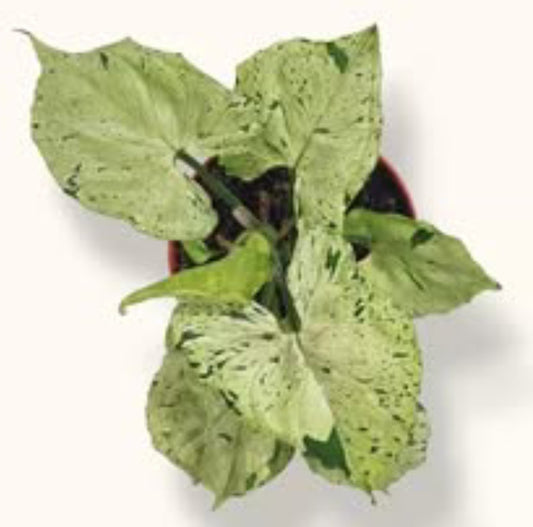 Syngonium Green Splash / Green Freckles | Grey Ghost Rare plant Good