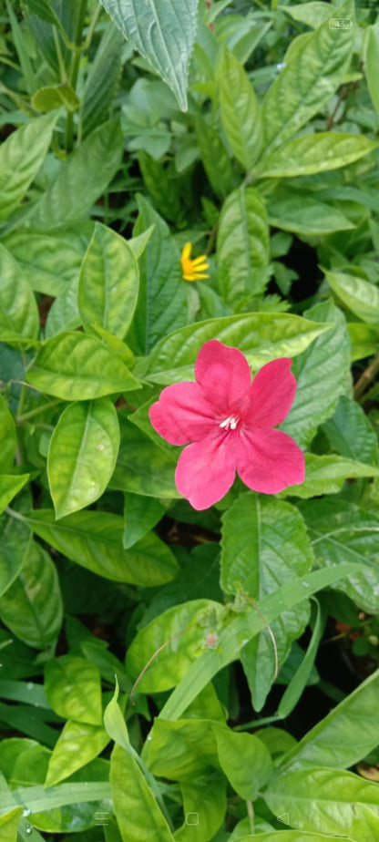 Ruellia plant shrub