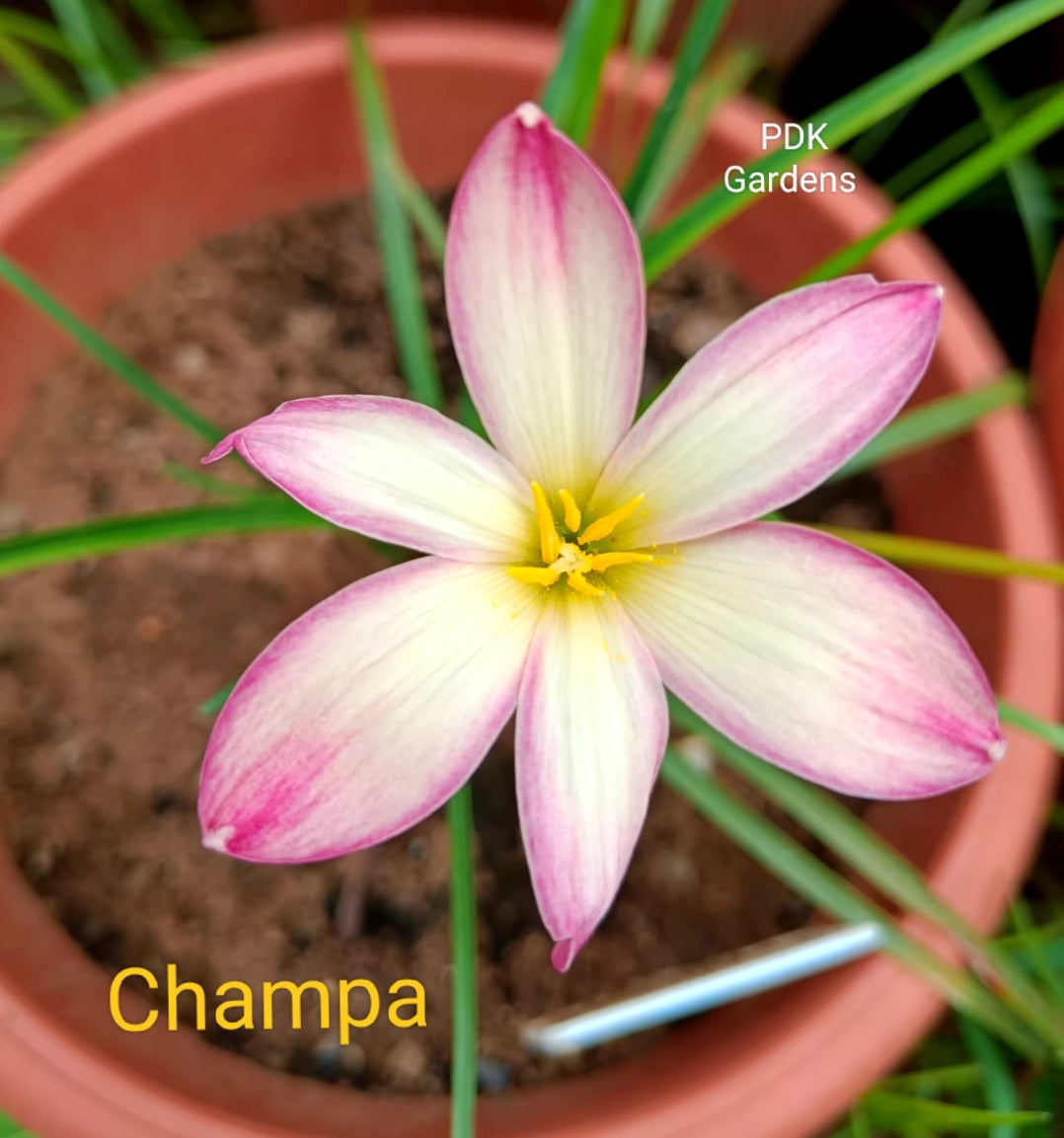 Champa rare Rain Lily bulb