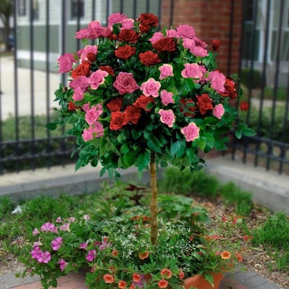 Buy Stand Rose Plant Online in India | Standard Tree Rose | Outdoor Flowering Rose Plant | Ashiyana Store