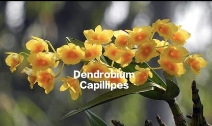 Dendrobium Capillipes