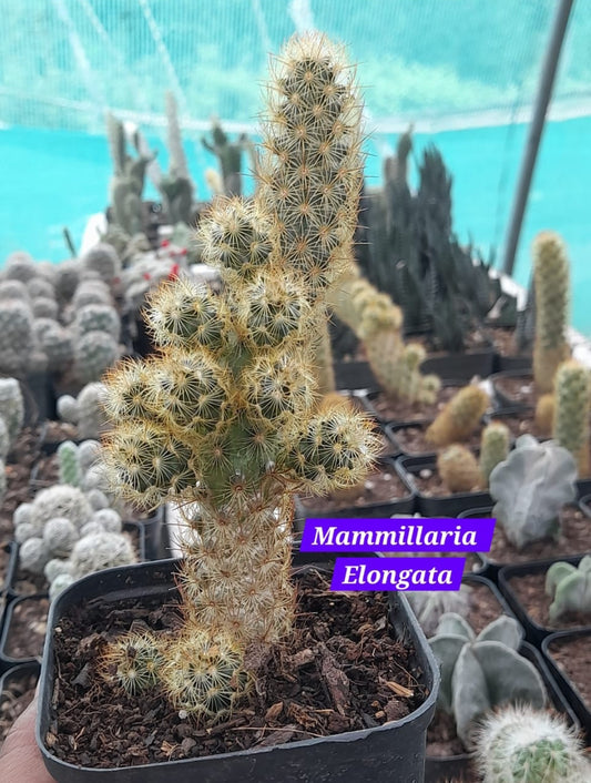 Mammillaria Elongata 21 cactus