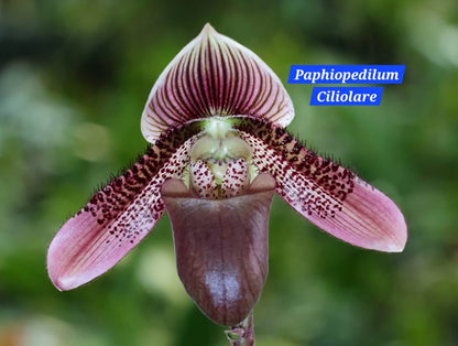 Paphiopedilum Ciliolare