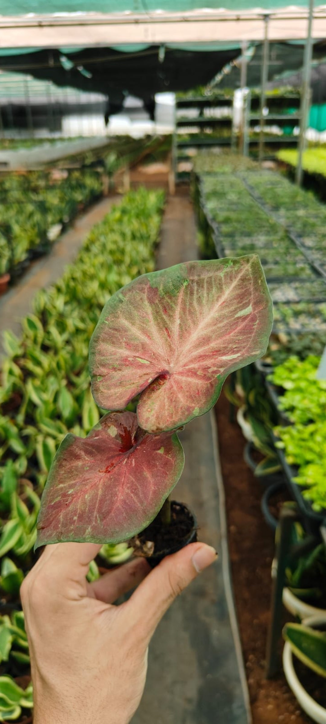 Caladium Red Star