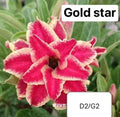 Adenium plant (desert rose) yellow gold light pink stripe colour flower