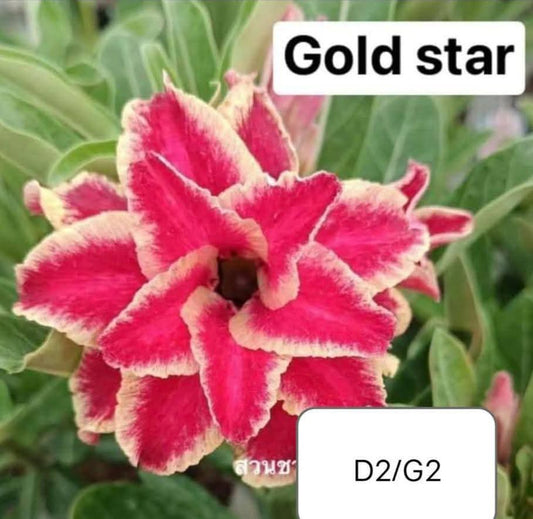 Adenium plant (desert rose) yellow gold light pink stripe colour flower