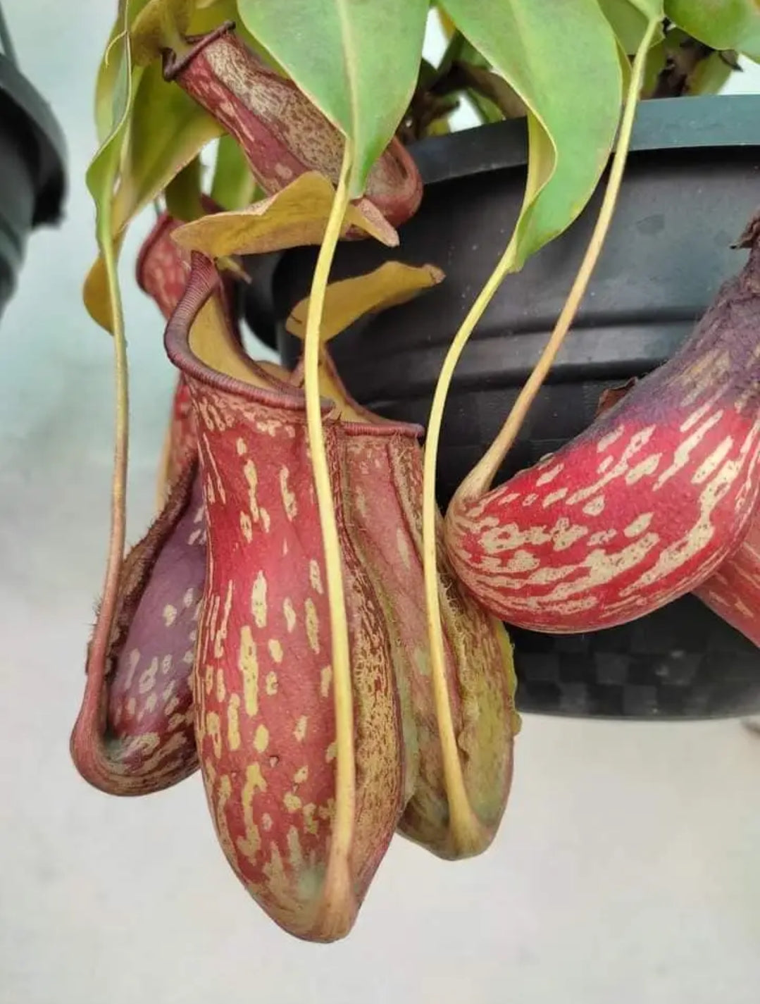 Pitcher plant (Carnivorous plant)