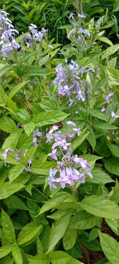 Pseuderanthemum flowering plants