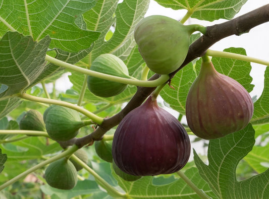 Fig fruit plant