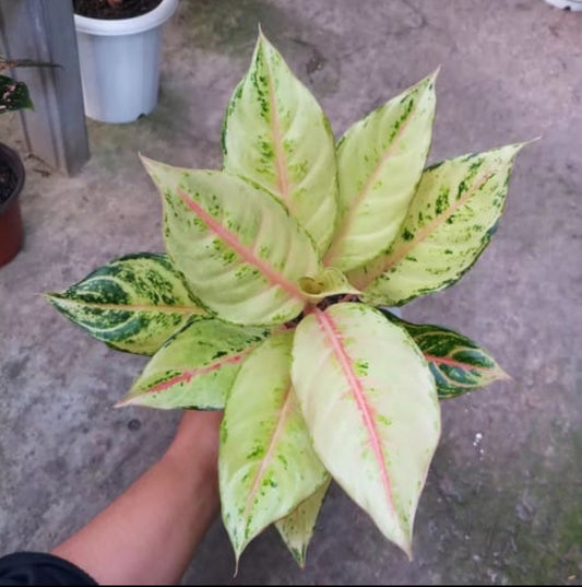 Aglaonema Frozen 2. Plant (Not tissue)